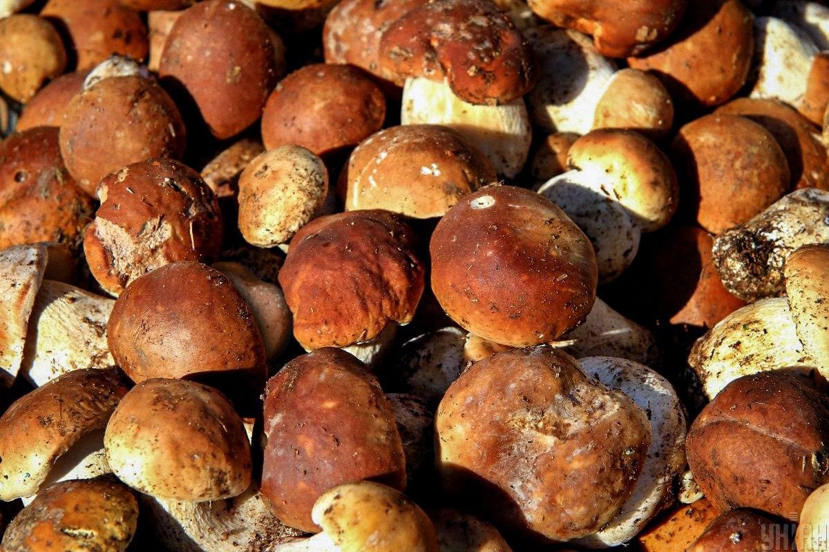 Pronađi kamen među gljivama na vrijeme / Moje kolaž