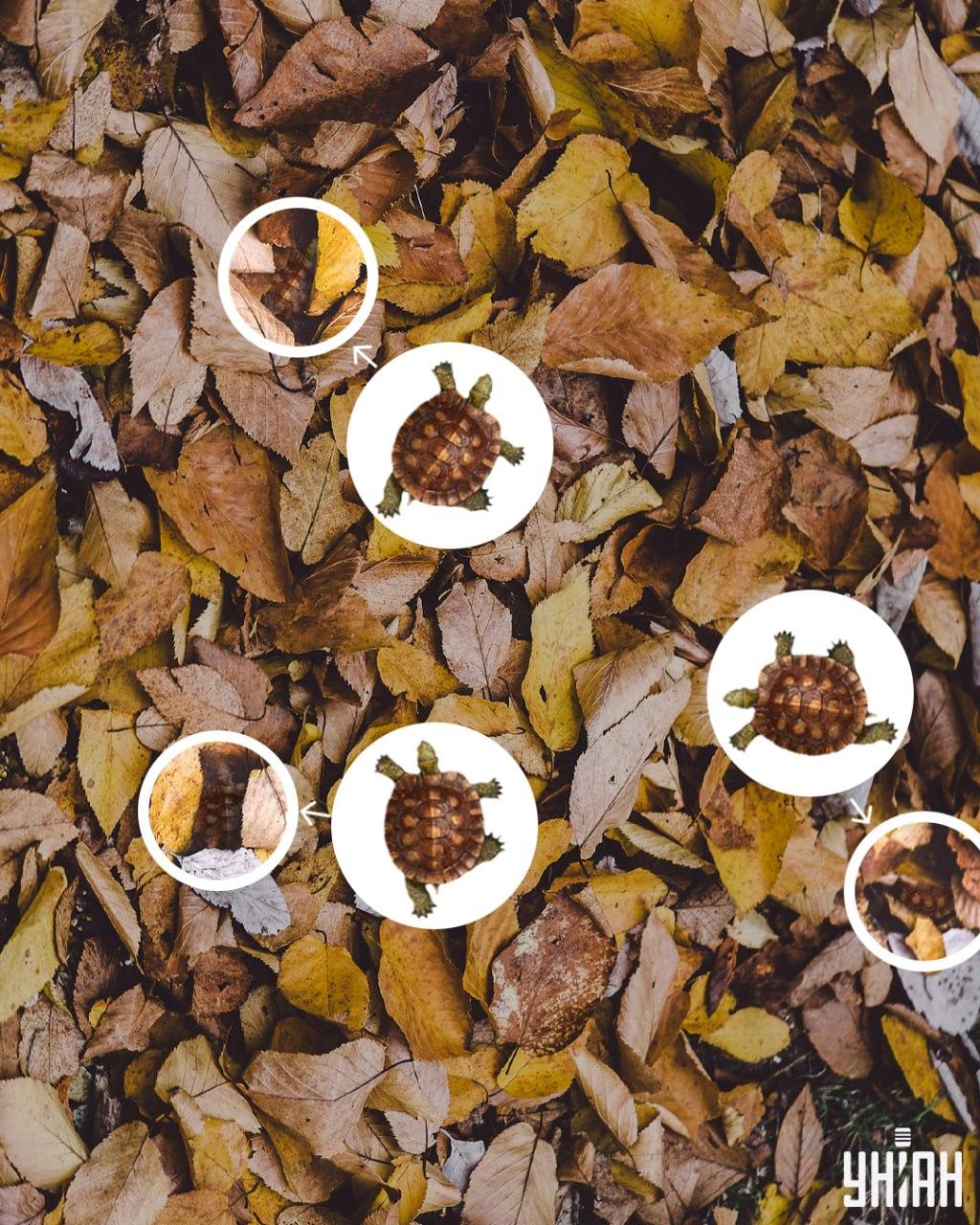 Oklop kornjače lako se može zamijeniti s požutjelim lišćem / Moje kolaž