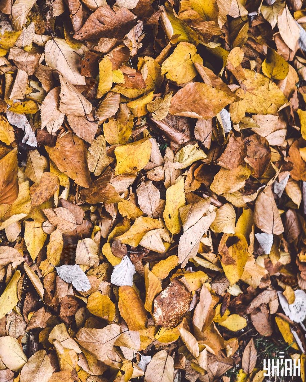 Moramo pronaći kornjače među lišćem / Moje kolaž