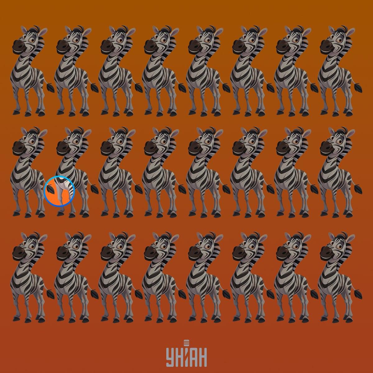 Čudna zebra bila je u drugom redu od vrha / Moje kolaž