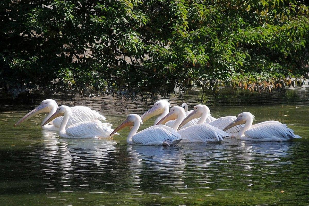 Morate pronaći pticu koja se razlikuje od ostalih za manje od 10 sekundi / Moje kolaž
