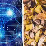 Brzi IQ test s trikom: pronađite tri kornjače među lišćem