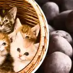 Imate samo 11 sekundi: samo će najpažljiviji pronaći krumpire među