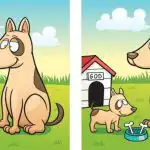 IQ test: pronađite 5 razlika na slici psa i šteneta