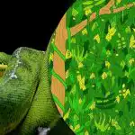 Morate pronaći zmiju u džungli za 5 sekundi: nevjerojatno teška