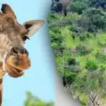 Pronađi sve životinje na slici u 10 sekundi: zagonetka koju