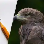 Pronađite orla u 8 sekundi: lukava optička iluzija za testiranje