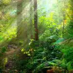 Rebus za one s izvrsnim vidom: trebate pronaći zmiju za