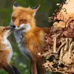 Samo 15 sekundi da pronađete lisicu: zagonetka s pomakom koju