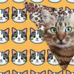 Samo ljudi s grandioznim IQ-om vidjet će čudnu mačku u