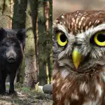 Samo ljudi s visokim kvocijentom inteligencije pronaći će podmuklu sovu u 9 sekundi: složena optička iluzija Samo ljudi s visokim kvocijentom inteligencije pronaći će podmuklu sovu