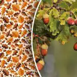 Samo stručnjaci mogu uočiti žir u 10 sekundi na složenoj