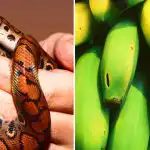 Samo su rijetki sposobni za to: samo ljudi s visokim